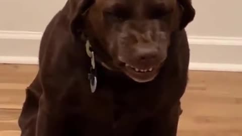 Funny video pets