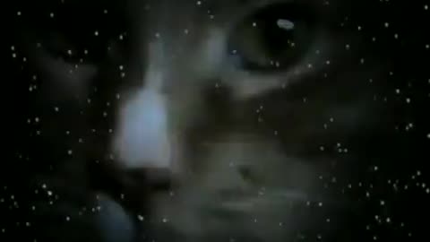 GidgetSparks A SONG FOR MY CAT HENRY: Henry's Memories