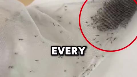 This mosquito trap is insane!
