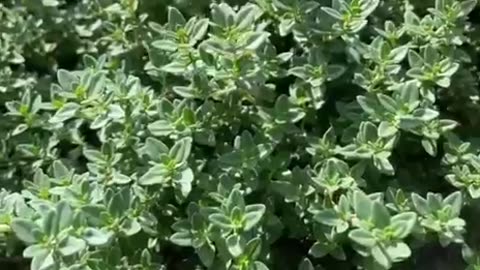 How to Grow and Know THYME