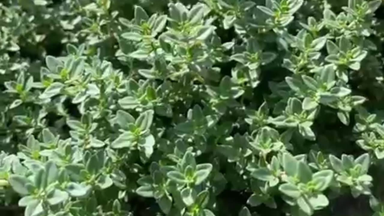 How to Grow and Know THYME