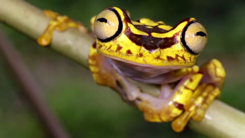 A cute frog