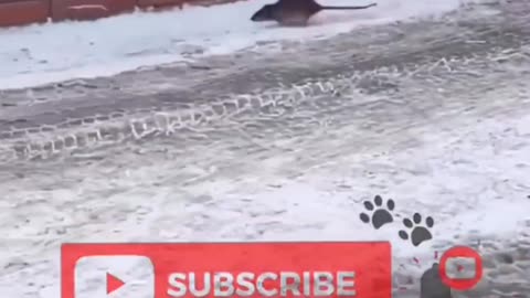 Warning: These Chill Animals Will Melt Your Heart 🐾💗