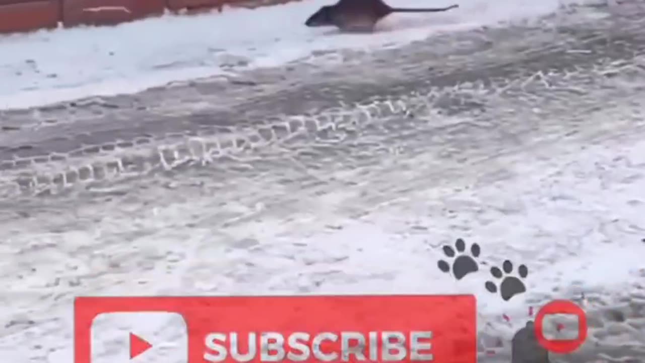 Warning: These Chill Animals Will Melt Your Heart 🐾💗