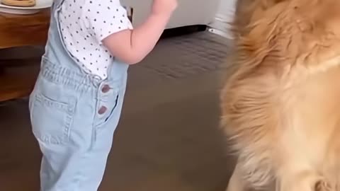 The Dog Training Method That Finally Helps You Understand Your Dog!