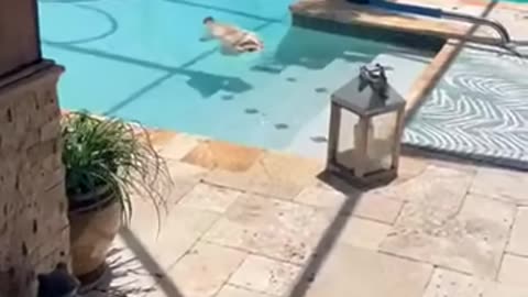 Dog Pool Relax