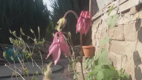 Aquilegia Flowers in the Garden