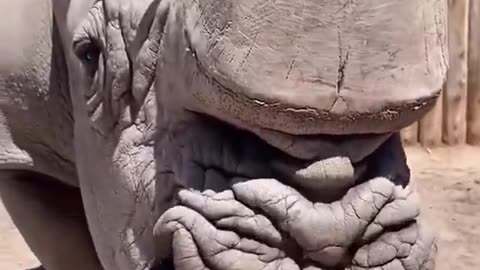"George the rhino! 🦏
