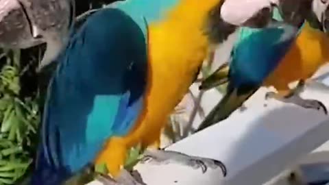 Compilation of funny parrot videos