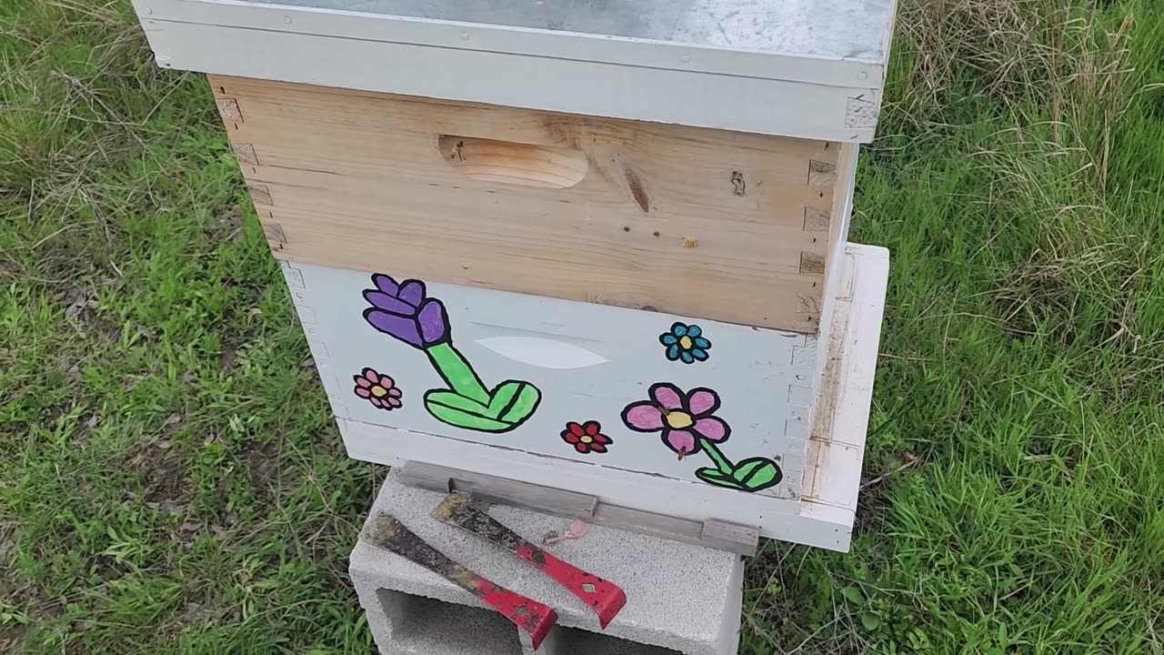Installing New Package of Bees