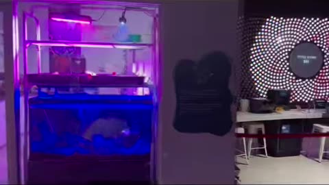 Why did you give your family DNA