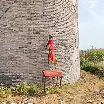 Check out how high this dog can jump!.hd