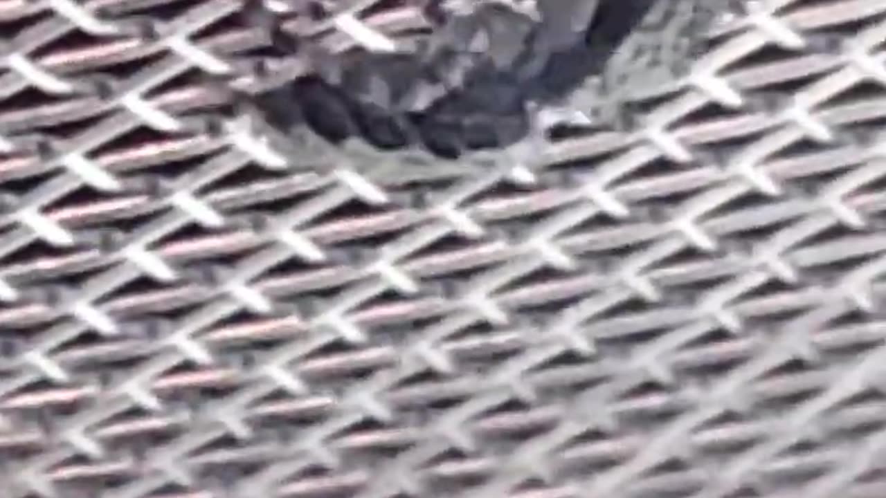 Jumping Spiders as Pets 101 + Platycryptus Californicus ) 08-11-2024