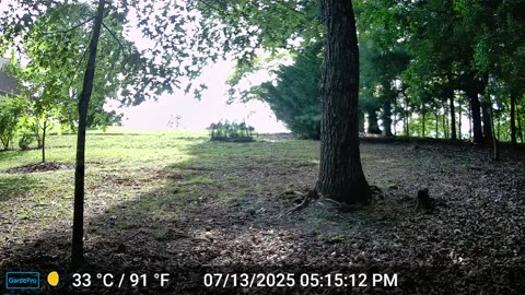 The Woods – 07/14/2025