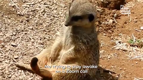 FUNNIEST Pets of 2025... So Far 😂🐾 | BEST Animal Videos Compilation!