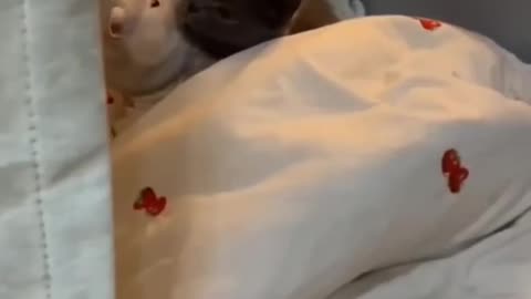 Adorable Cats & Kittens—Cuteness Overload! 🐱😂
