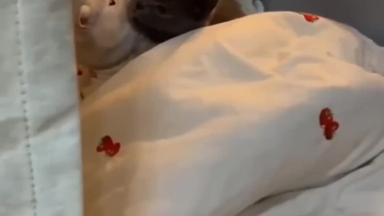 Adorable Cats & Kittens—Cuteness Overload! 🐱😂