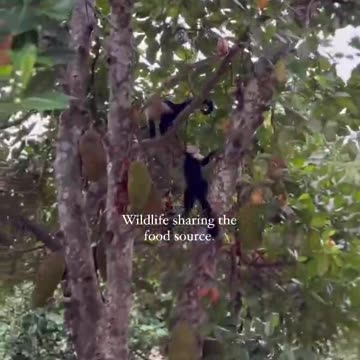 America used to flourish like this until they destroyed nature strategically