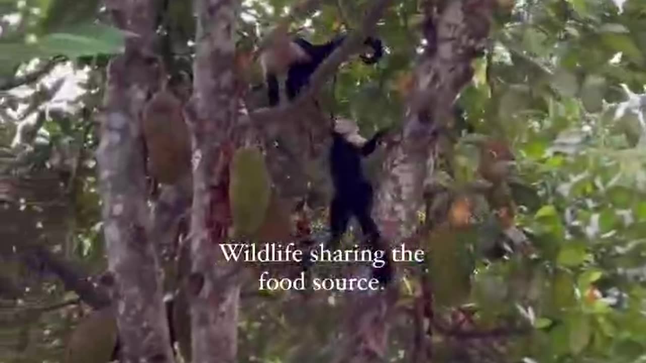 America used to flourish like this until they destroyed nature strategically