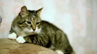 Cat yawning over the couch