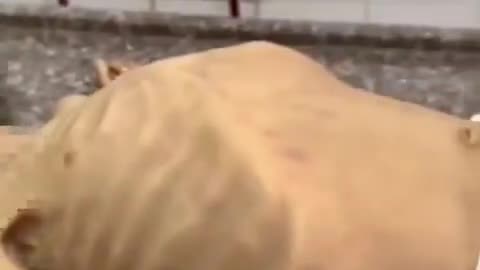 La bambina palestinese di 4 anni Razan Abu Zaher è morta.