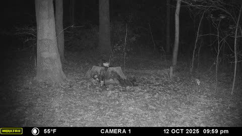 This dang fox........