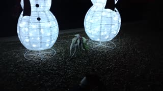 ChaCha Chiquis Rayo night doggie walk_20251202_182712552