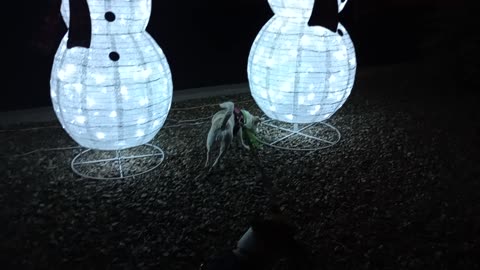 ChaCha Chiquis Rayo night doggie walk_20251202_182712552