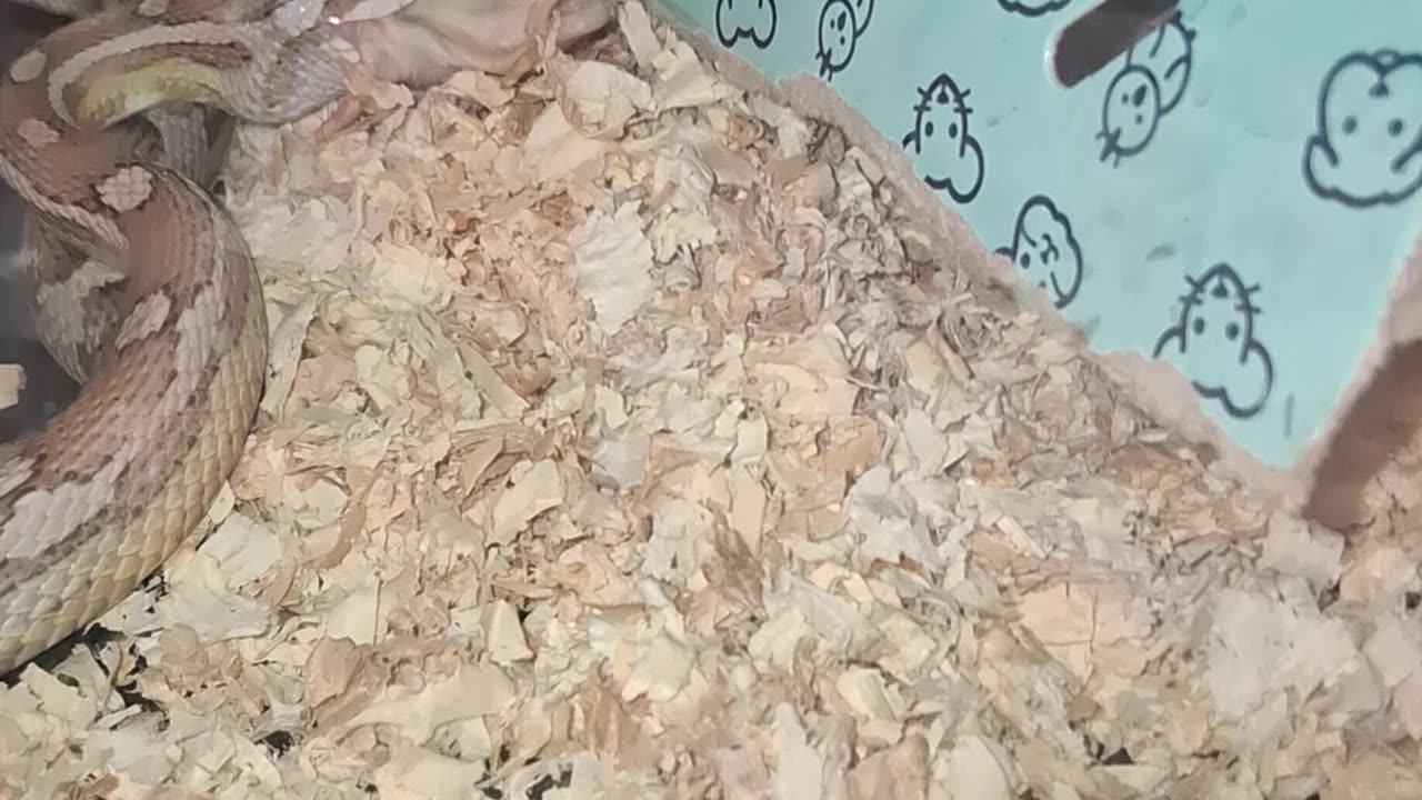 PET SNAKE