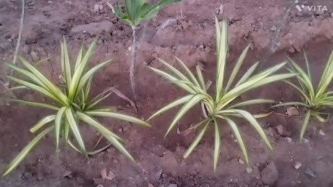 "From Seedling to Super Plant: Mesmerizing Spider Plant Time Lapse 🌱✨"