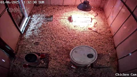 Millar Time Chicken Cam