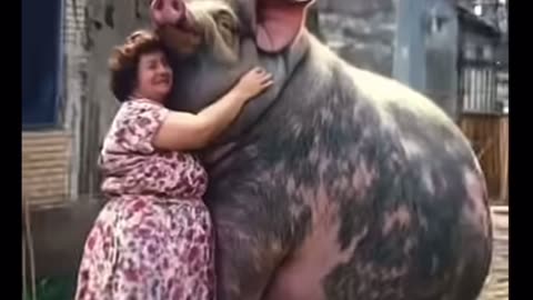What could animal be
