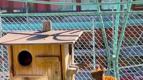 Red Squirrels Play on Balcony