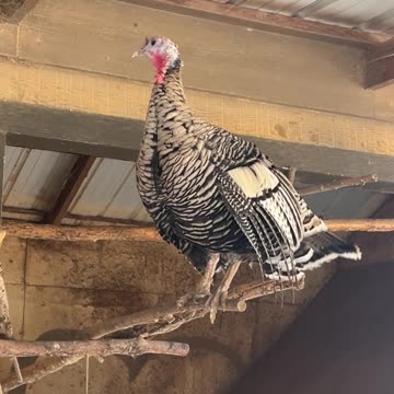 She is enjoying the view from up there!!!