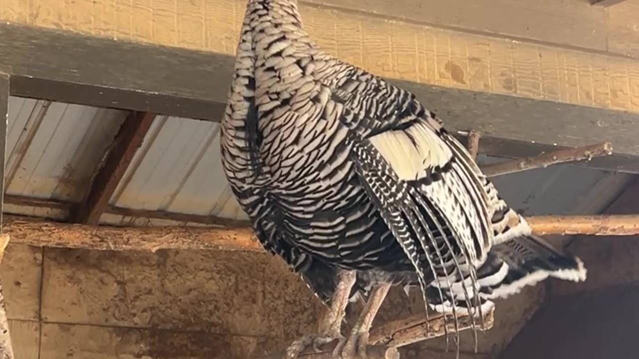 She is enjoying the view from up there!!!