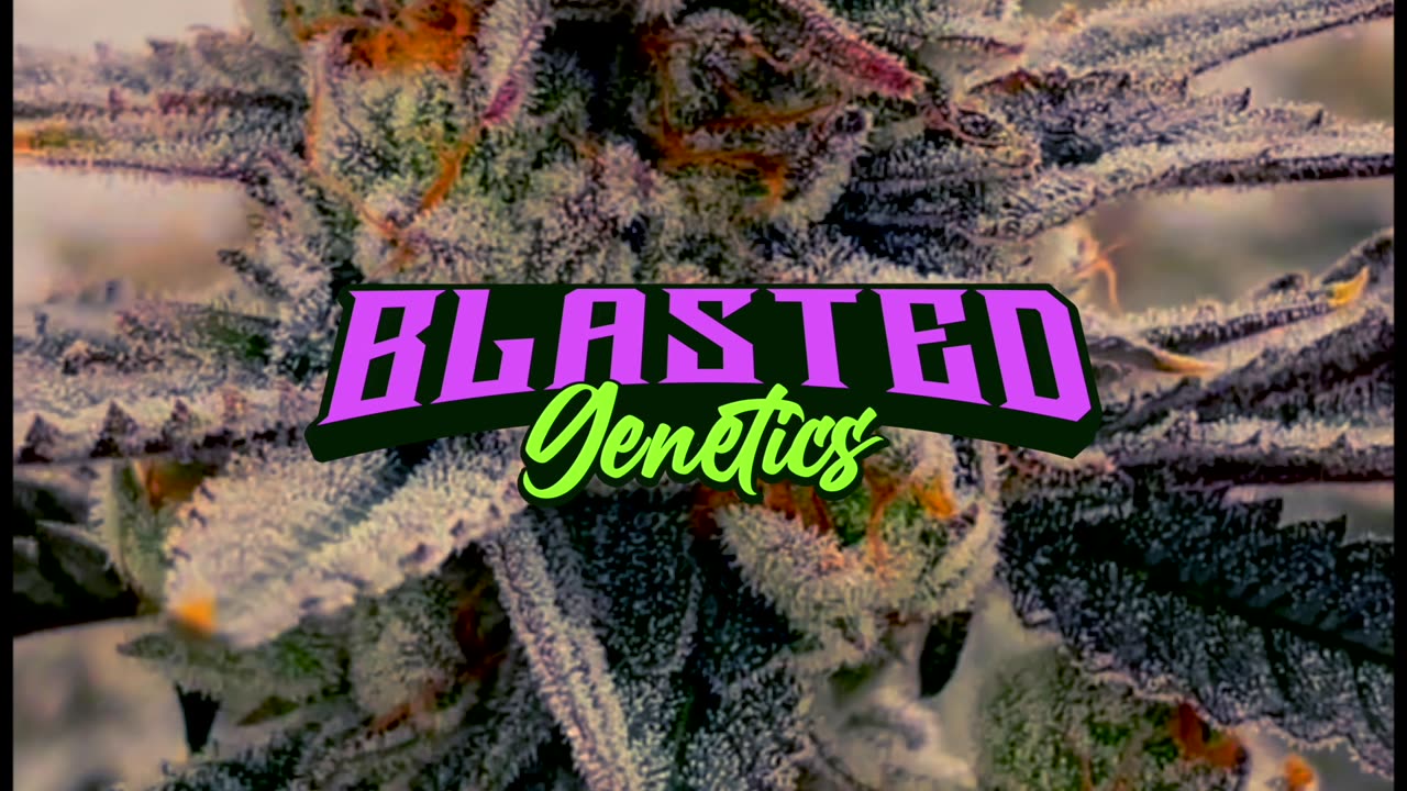 Blasted Genetics Premium Cannabis Seeds