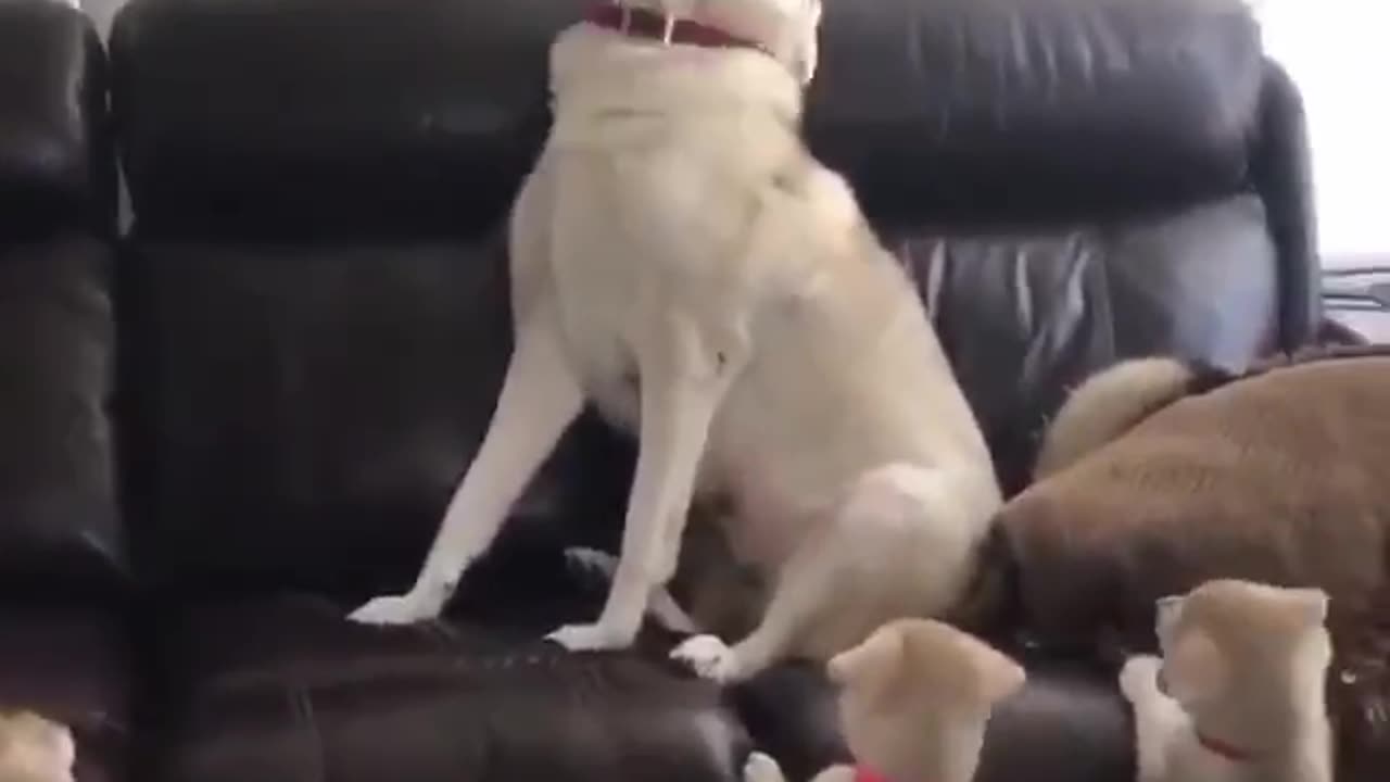 Hooman 😂I need a break!