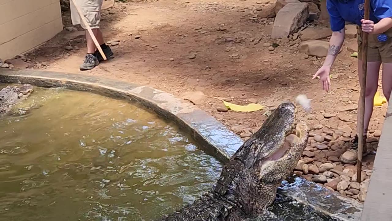 Croc talk at Reptileland part 2