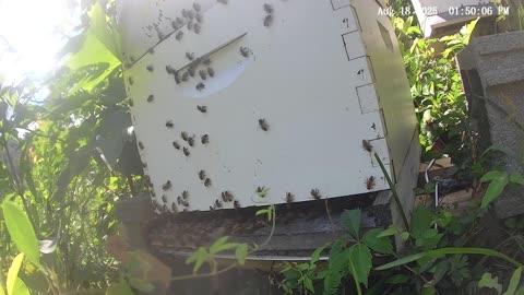 Bees on a Monday Afternoon