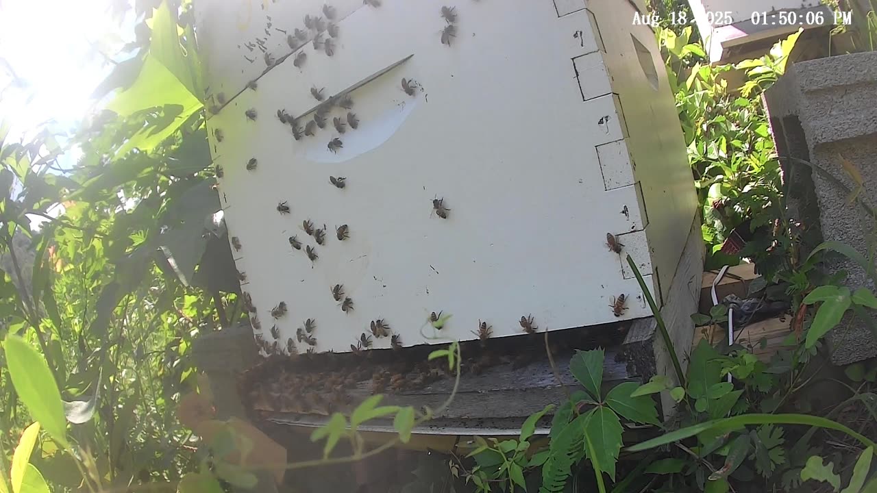 Bees on a Monday Afternoon