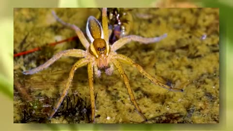 Part_01 Beautiful 4K Insects Video in 4K Video Ultra HD with Relaxing Music
