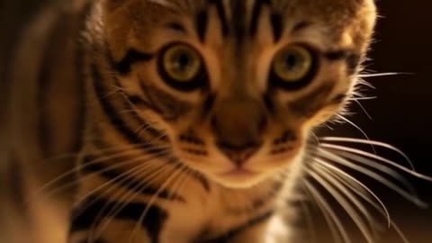 Cat's Silent Movements