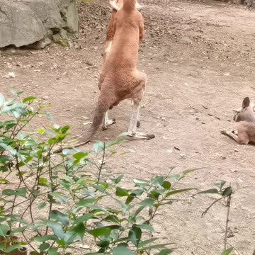 Kangaroos fighting 😂😂😂 funny