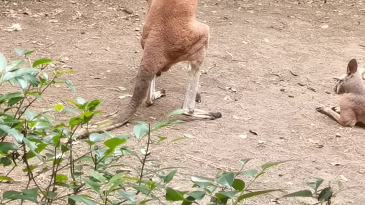Kangaroos fighting 😂😂😂 funny
