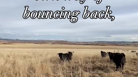 Regenerative Soil practices for Grass Fed Beef. http://cartercountrymeats.com