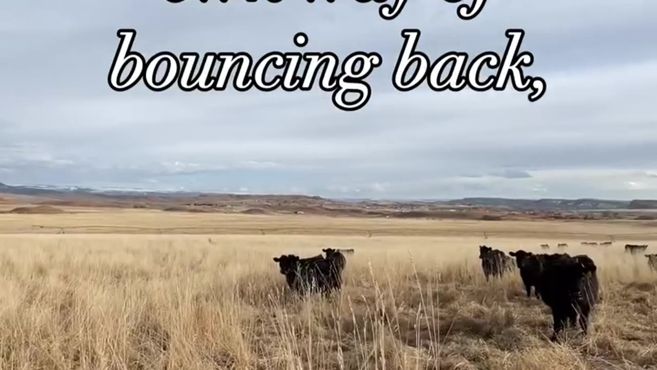 Regenerative Soil practices for Grass Fed Beef. http://cartercountrymeats.com
