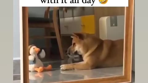 Dog arguing with toy