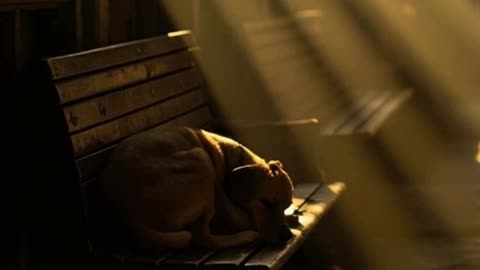 Dog Sleeping at the Station