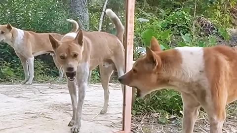 "🐔🥊🐶 Mirror Fight: Chicken & Doggy vs. Their Reflections! 🔥"