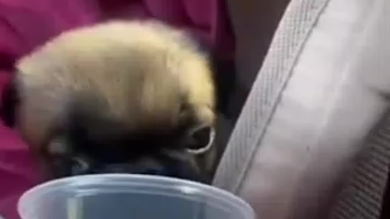 Funny Animals PT 03